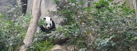 Panda River Safari SG