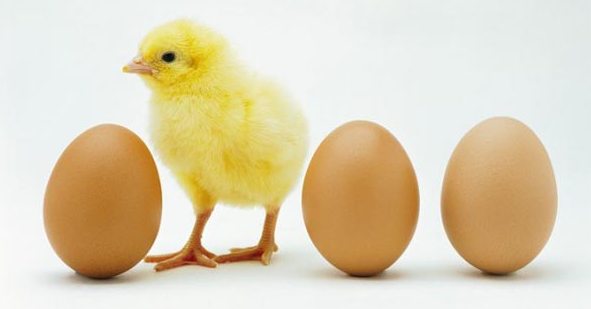 Telur atau Ayam?